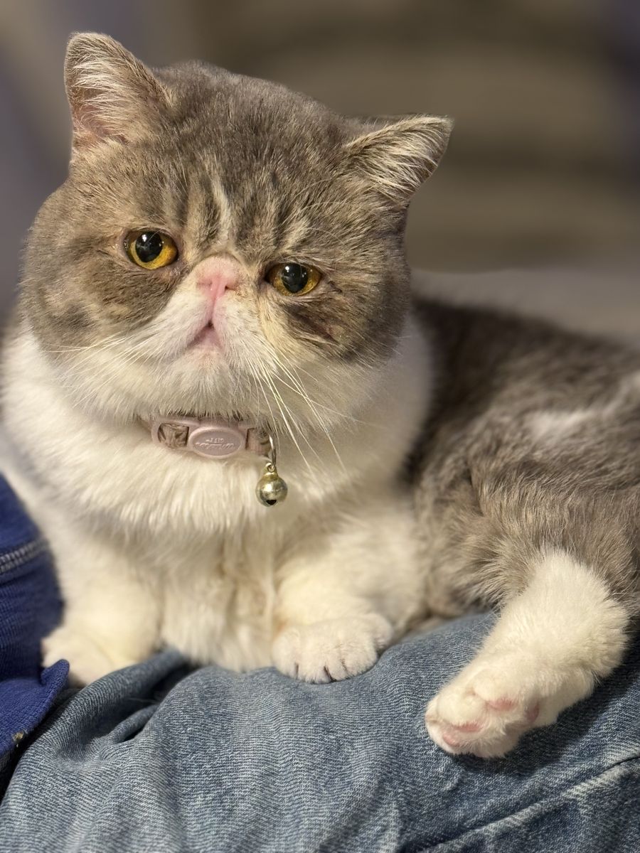 Exotic shorthair