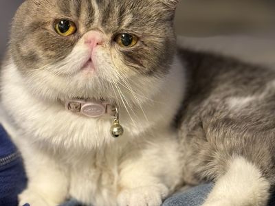 Exotic shorthair