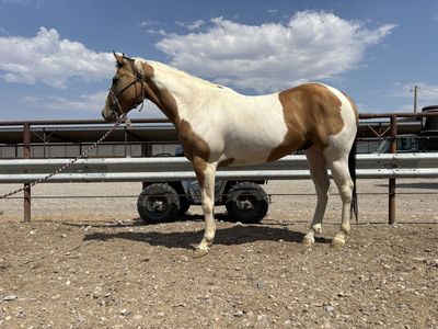 4 year old paint gelding