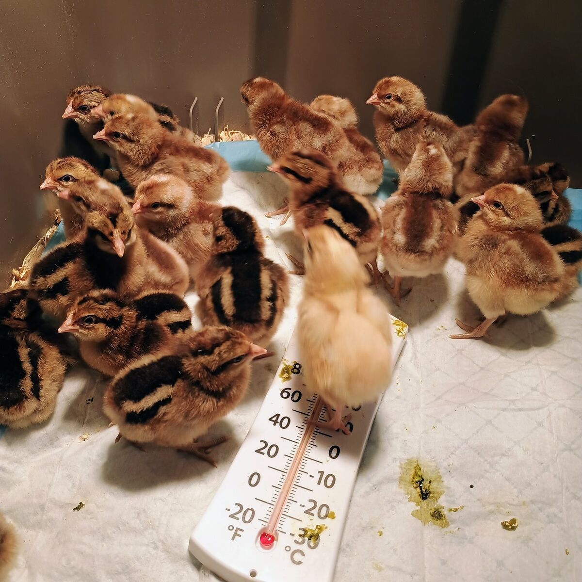 Beilefelder Chicks. 1-6 days old.