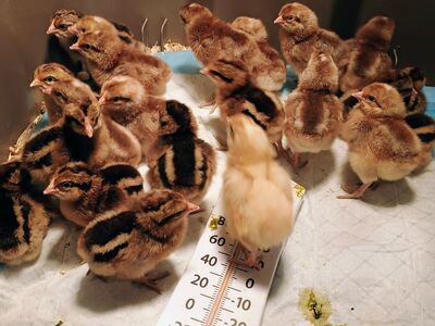 Beilefelder Chicks. 1-6 days old.