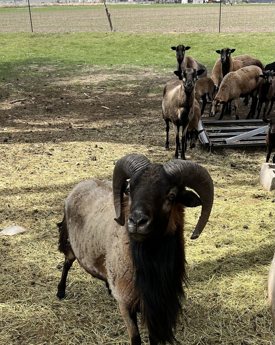 Sheep,  American Blackbelly Ram