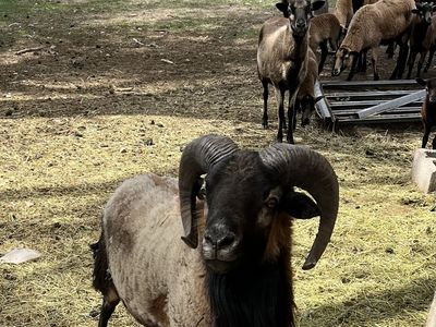Sheep, American Blackbelly Ram