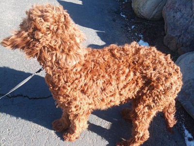 Tony, Male Irish Doodle, Red, Setter, Poodle, Dog,
