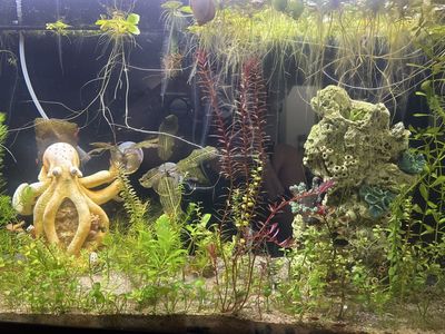 Freshwater Aquarium with Live Plants