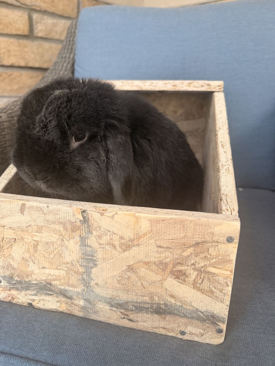 Rabbit nesting box