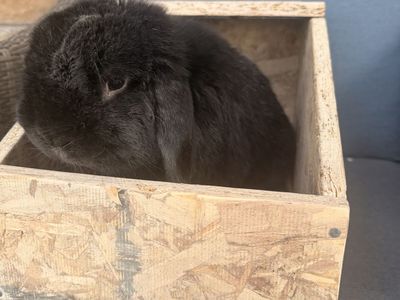 Rabbit nesting box