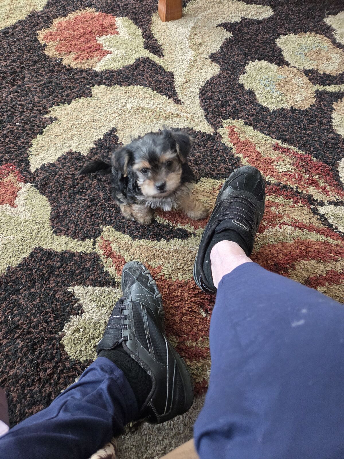 AKC. Valentine Yorkie