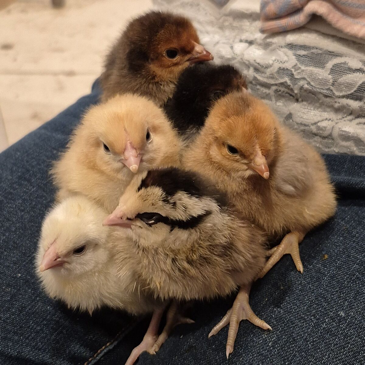 Chicks! great layers breeds!