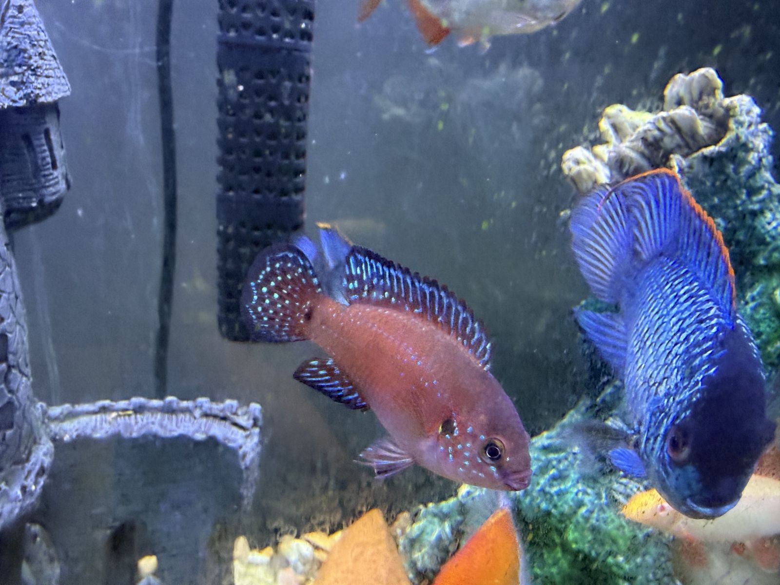 Red Jewel Cichlids 4$
