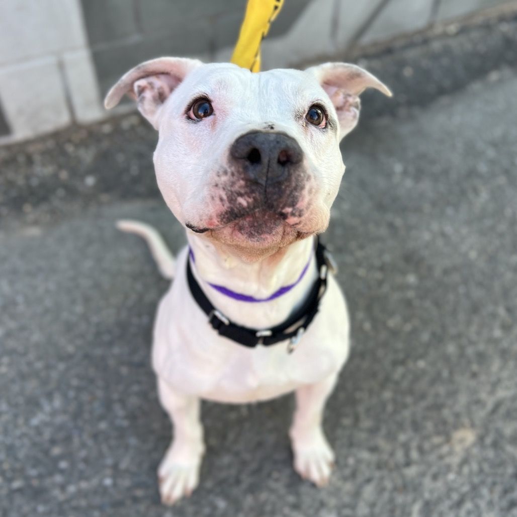 Hello my name is Smokey