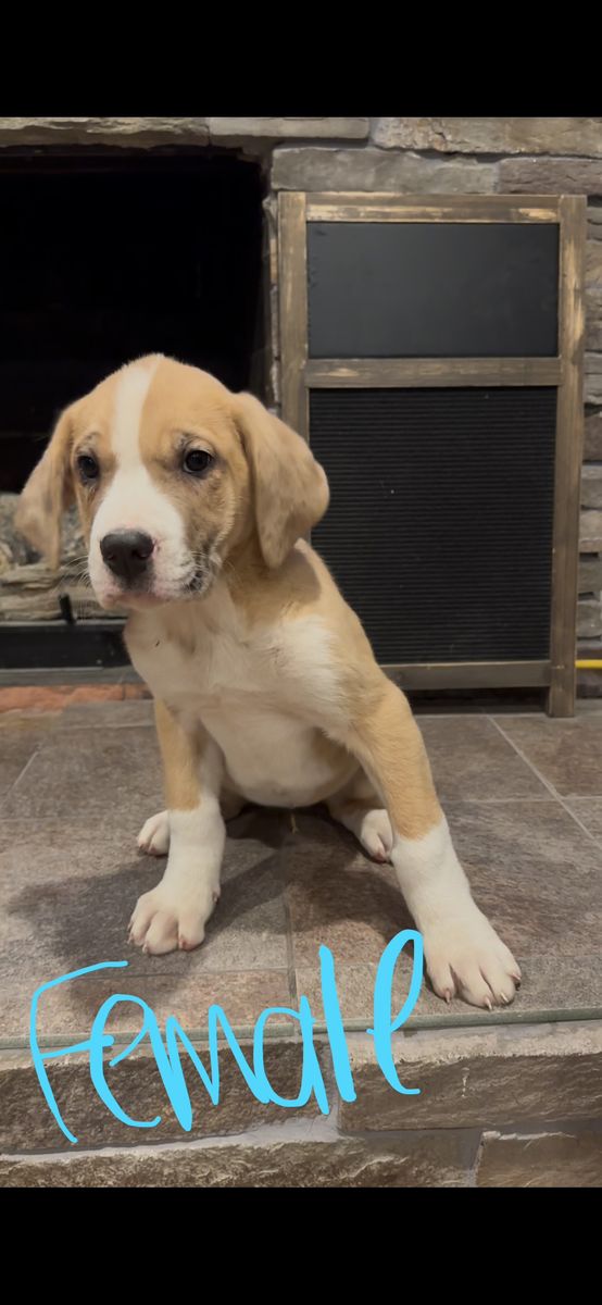Female St Dane Pup!