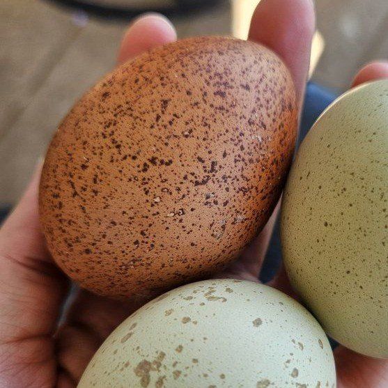 Welsummer Speckled Egger