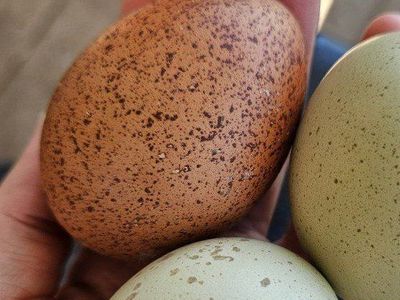 Welsummer Speckled Egger