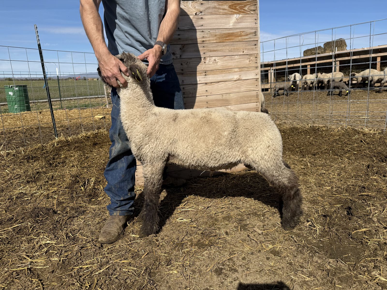 Great Quality Show Lambs