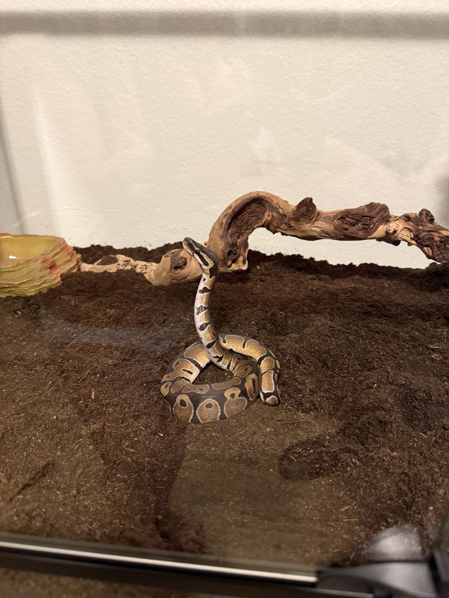 Ball python