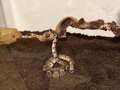 Ball python