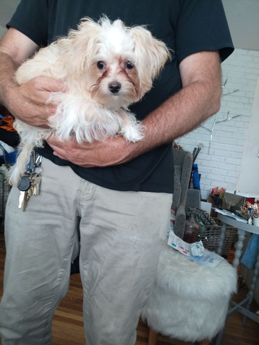 Male Yorkie/Maltise puppy 14 weeks old very small