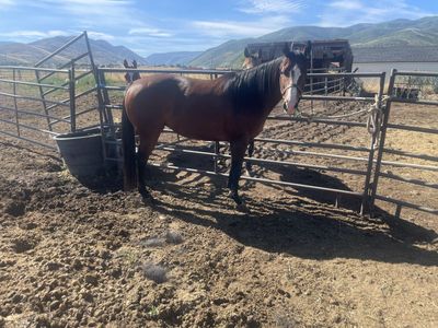 Horse