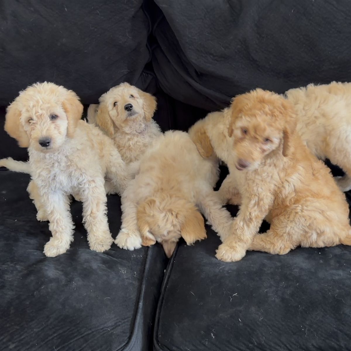 F1B Labradoodle Puppies
