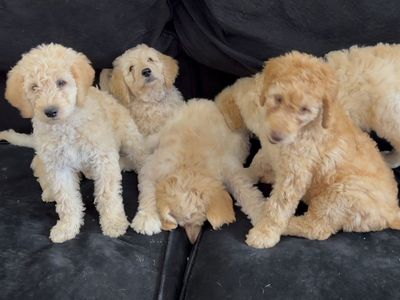 F1B Labradoodle Puppies