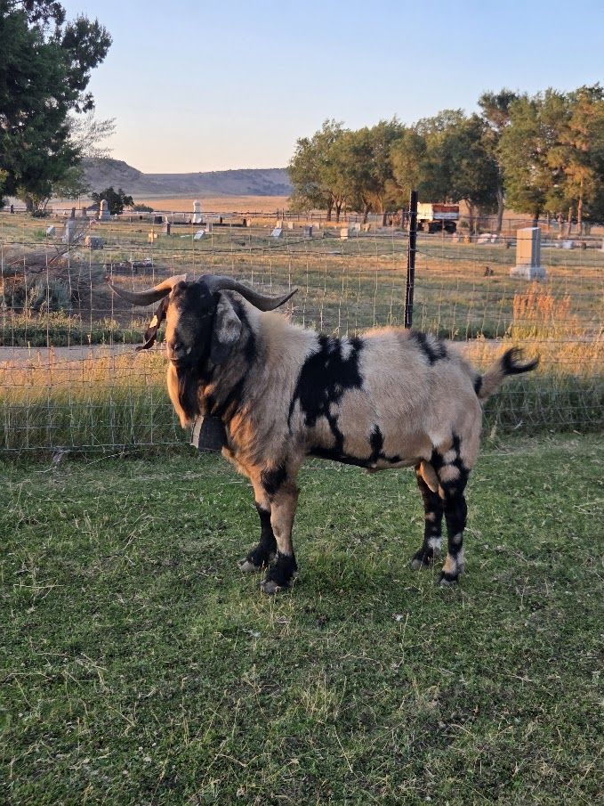 Boer Goat Bucks Show Stock