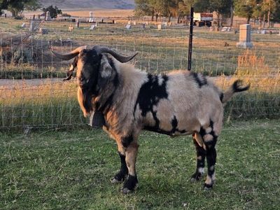 Boer Goat Bucks Show Stock