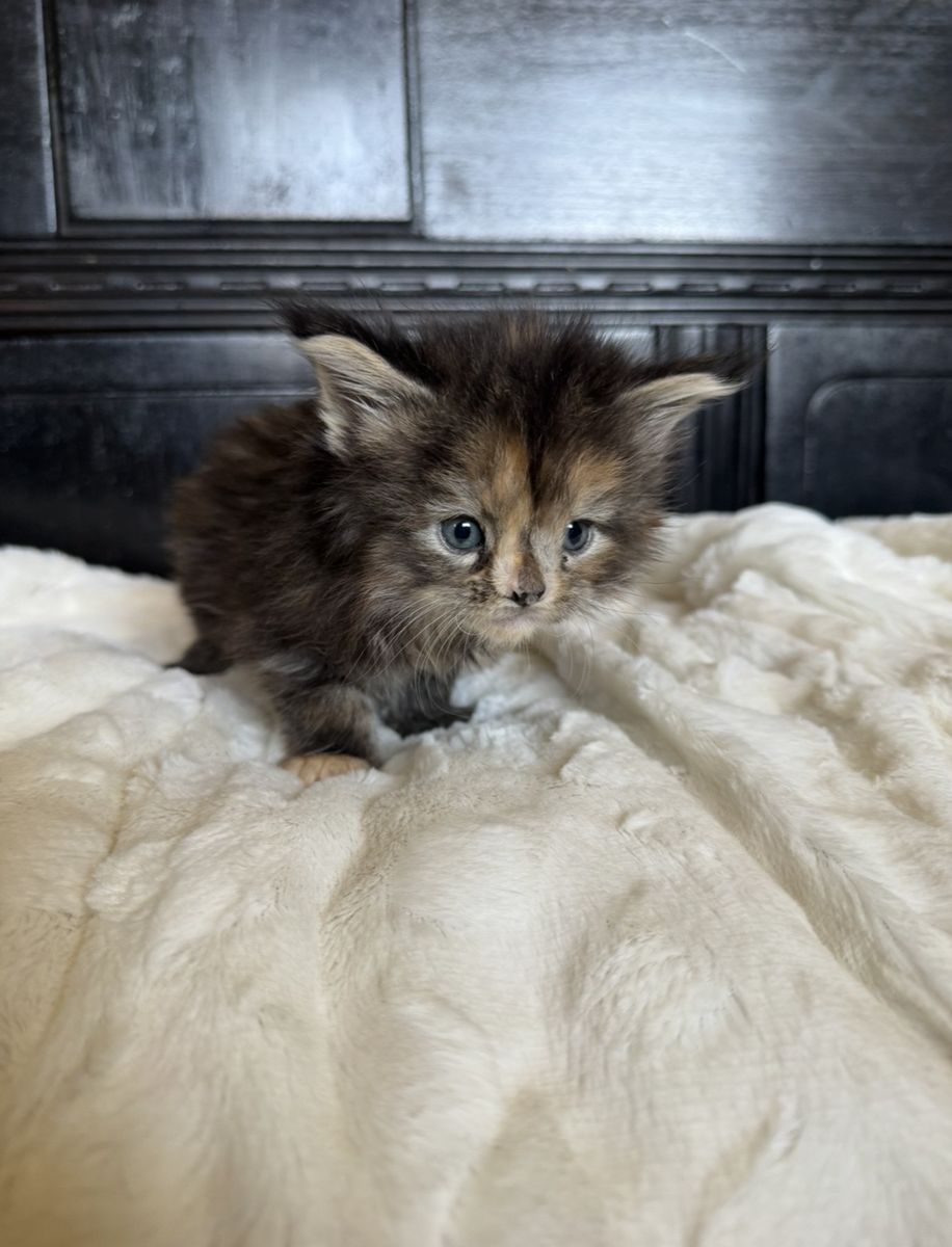 TICA Maine Coon Kittens