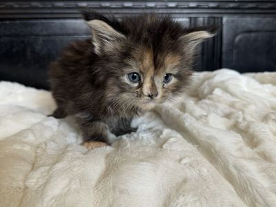 TICA Maine Coon Kittens