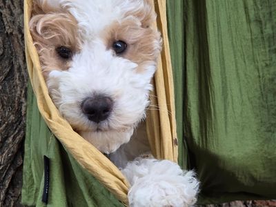 Mini Goldendoodle Puppy - expected 16-20lbs- Potty Trained, Crate Trained, Microchipped and Ready Today