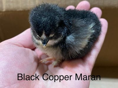 Black Copper Maran Chicks