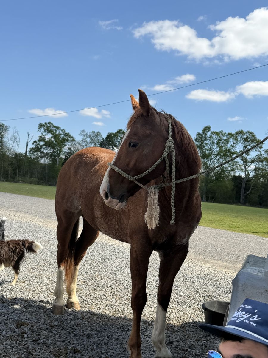 6yo aqha heel horse prospect (gelding)