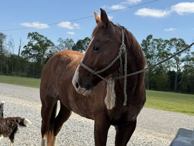 6yo aqha heel horse prospect (gelding)