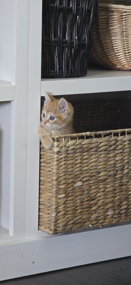 Male Orange kitten