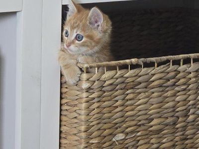 Male Orange kitten