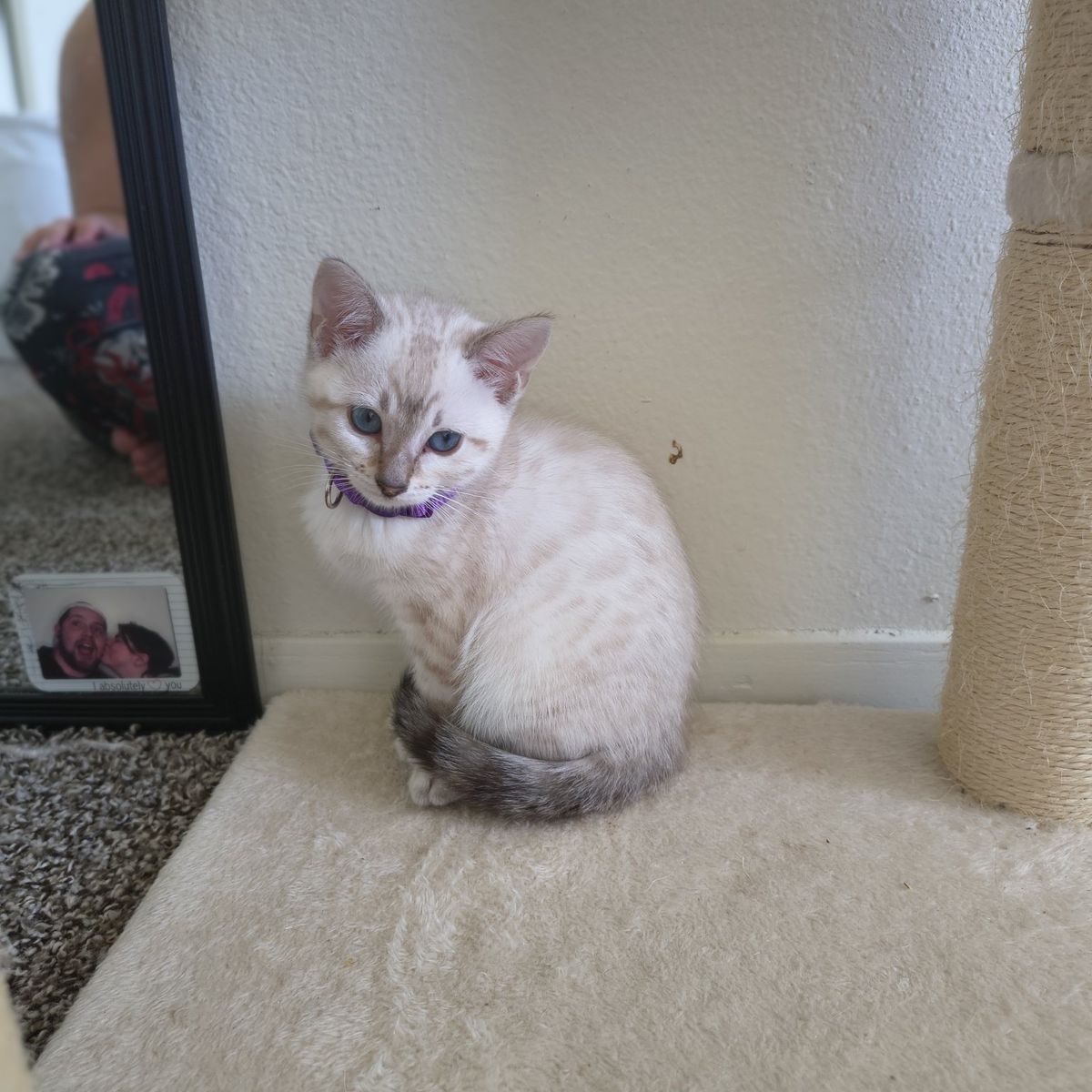 I am saleing Bengal kittens 2 spotted