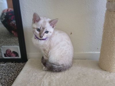 I am saleing Bengal kittens 2 spotted
