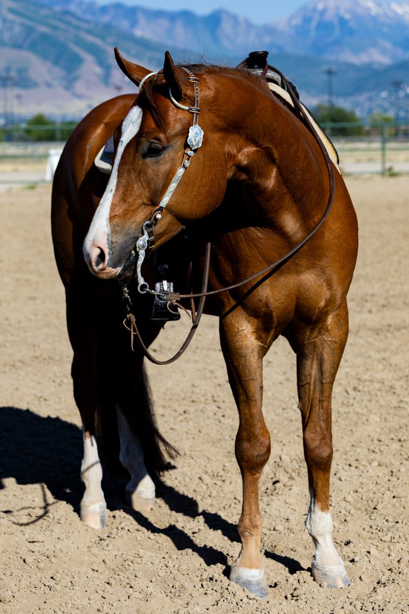 Kid Safe AQHA Gelding – Western Pleasure / Horsemanship