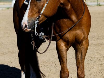 Kid Safe AQHA Gelding – Western Pleasure / Horsemanship