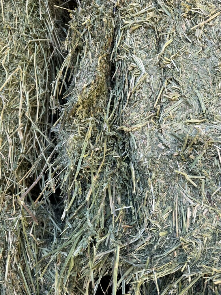 Alfalfa Hay