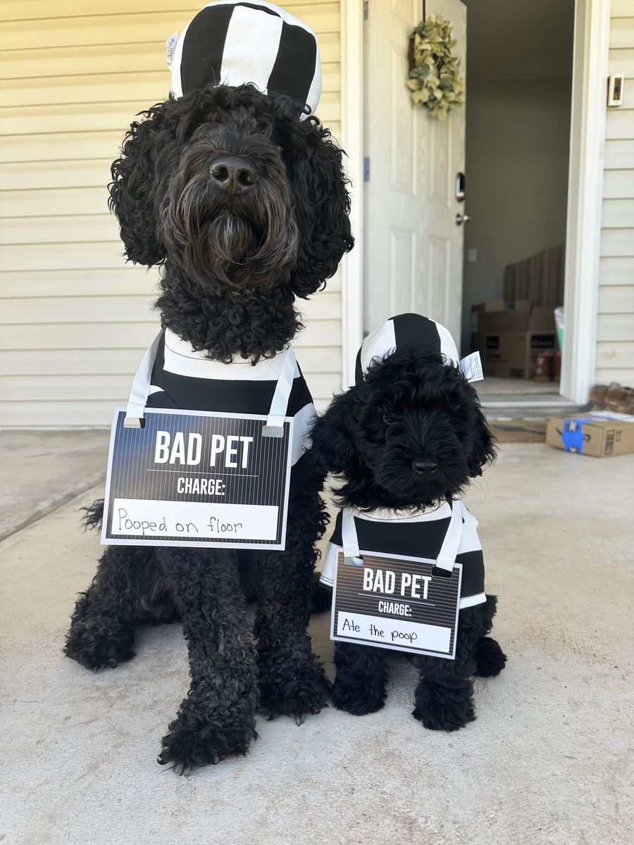 Golden doodles