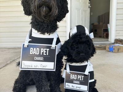 Golden doodles