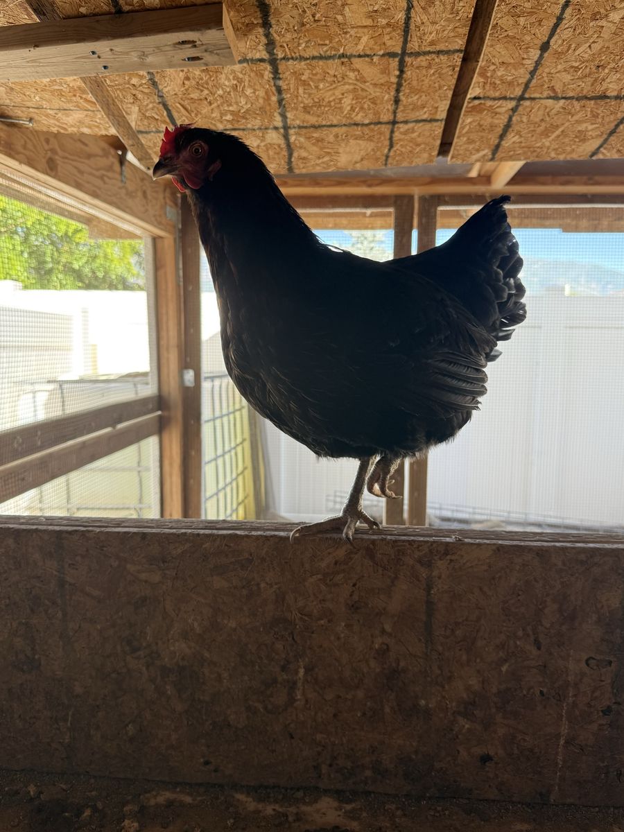 1 year old black Sexlink Layer hen