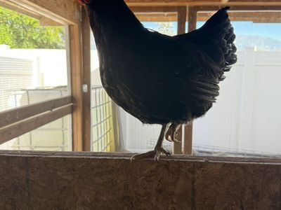 1 year old black Sexlink Layer hen