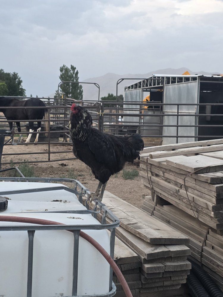 Roosters Year Old