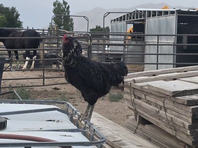 Roosters Year Old