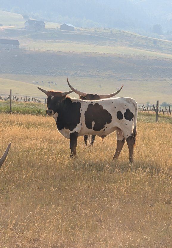 Texas Longhorn 