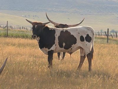 Texas Longhorn