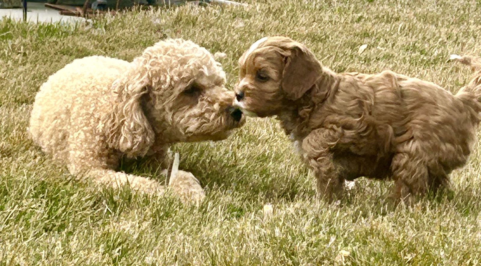 Cavapoos Cavdoodles READY To Go On Friday