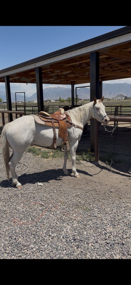 2022 Quarter Horse Paint